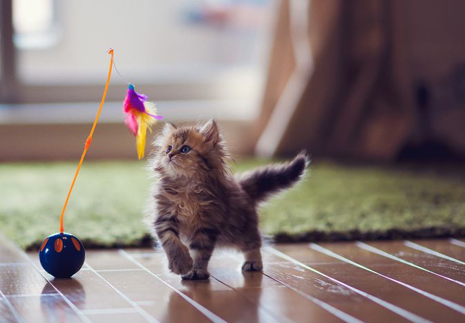 玩羽毛玩具的小猫