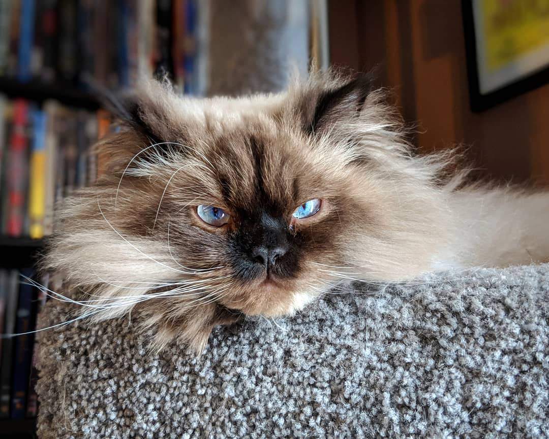 一个可爱的蓝猫眼睛。