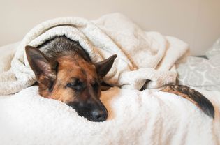 德国牧羊犬睡在床上盖着毯子