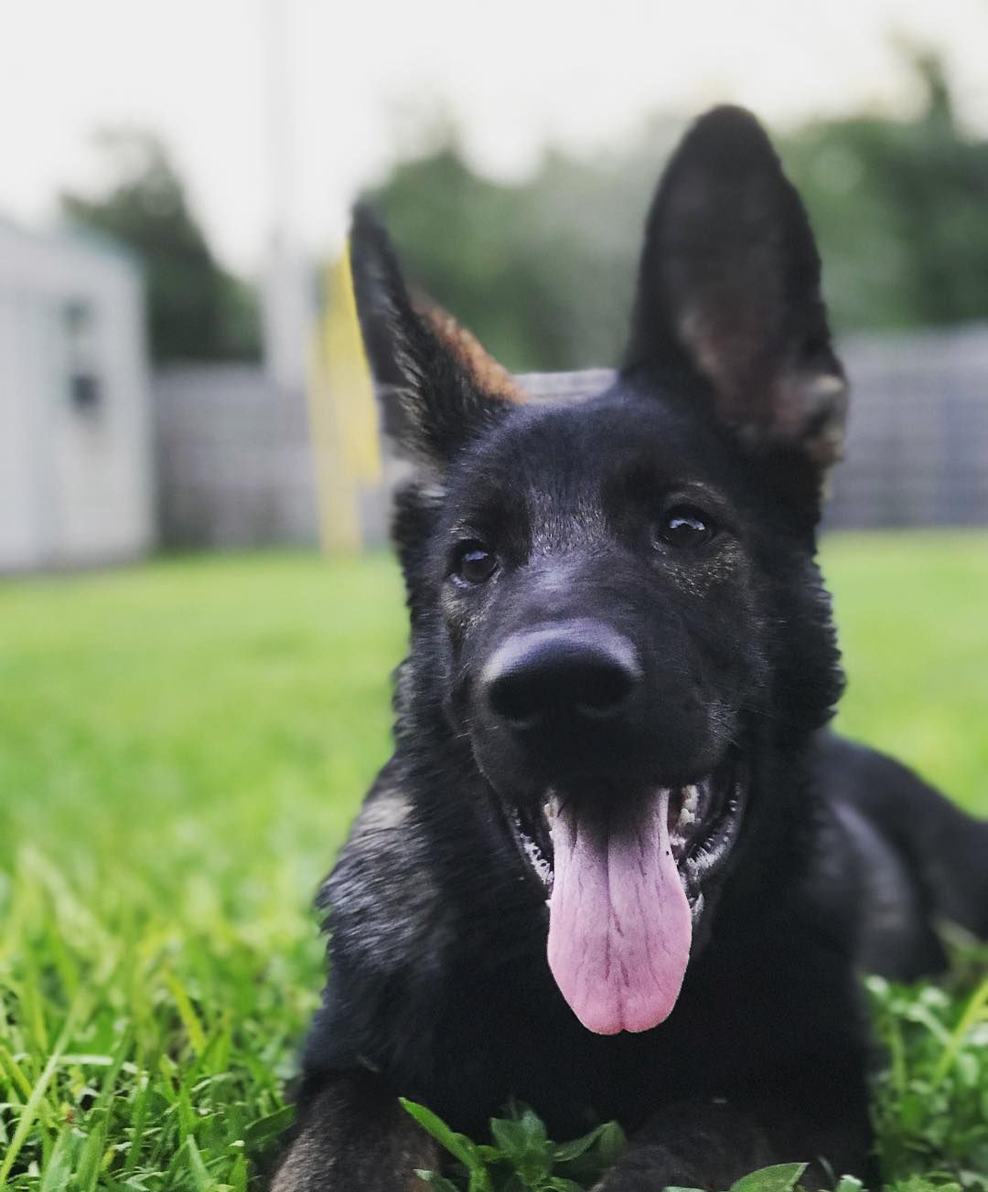 可爱的德国牧羊犬