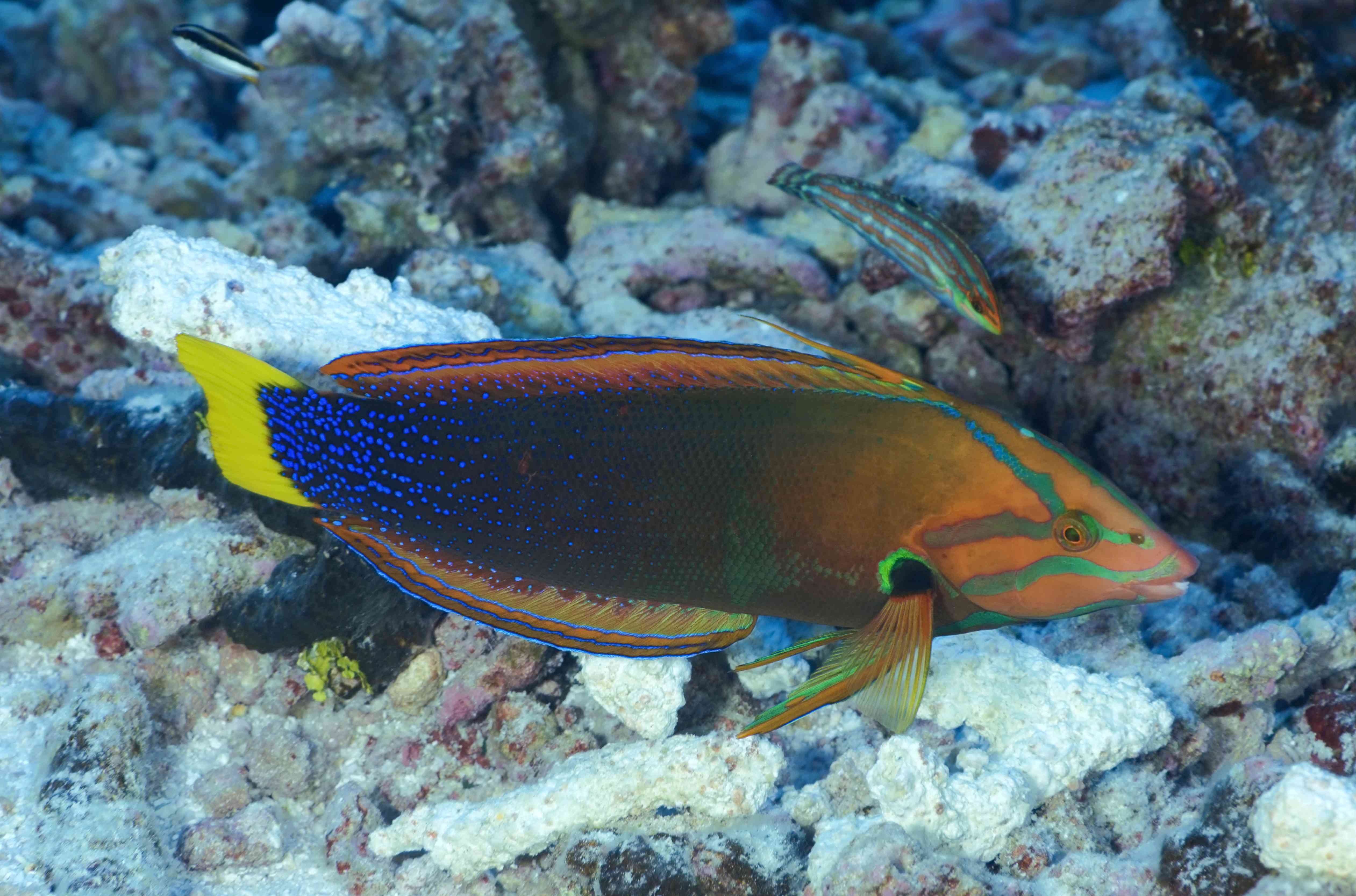 WRASSE / coris gaimard