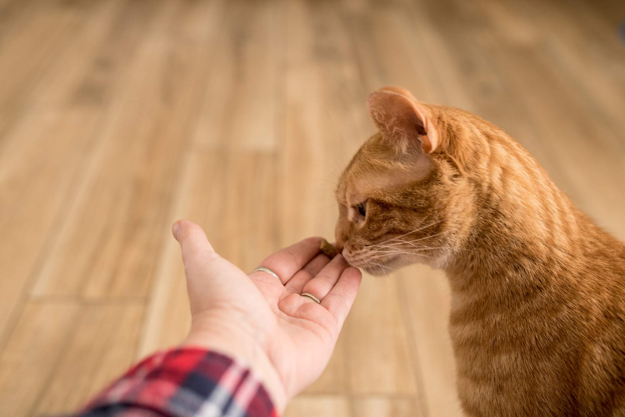 猫嗅手掌