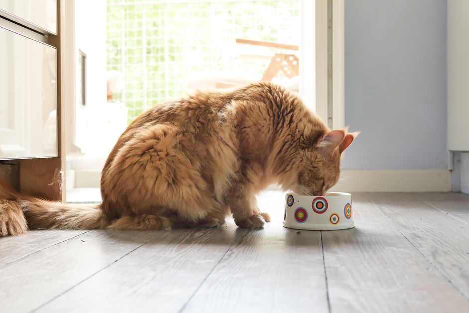 猫吃食物