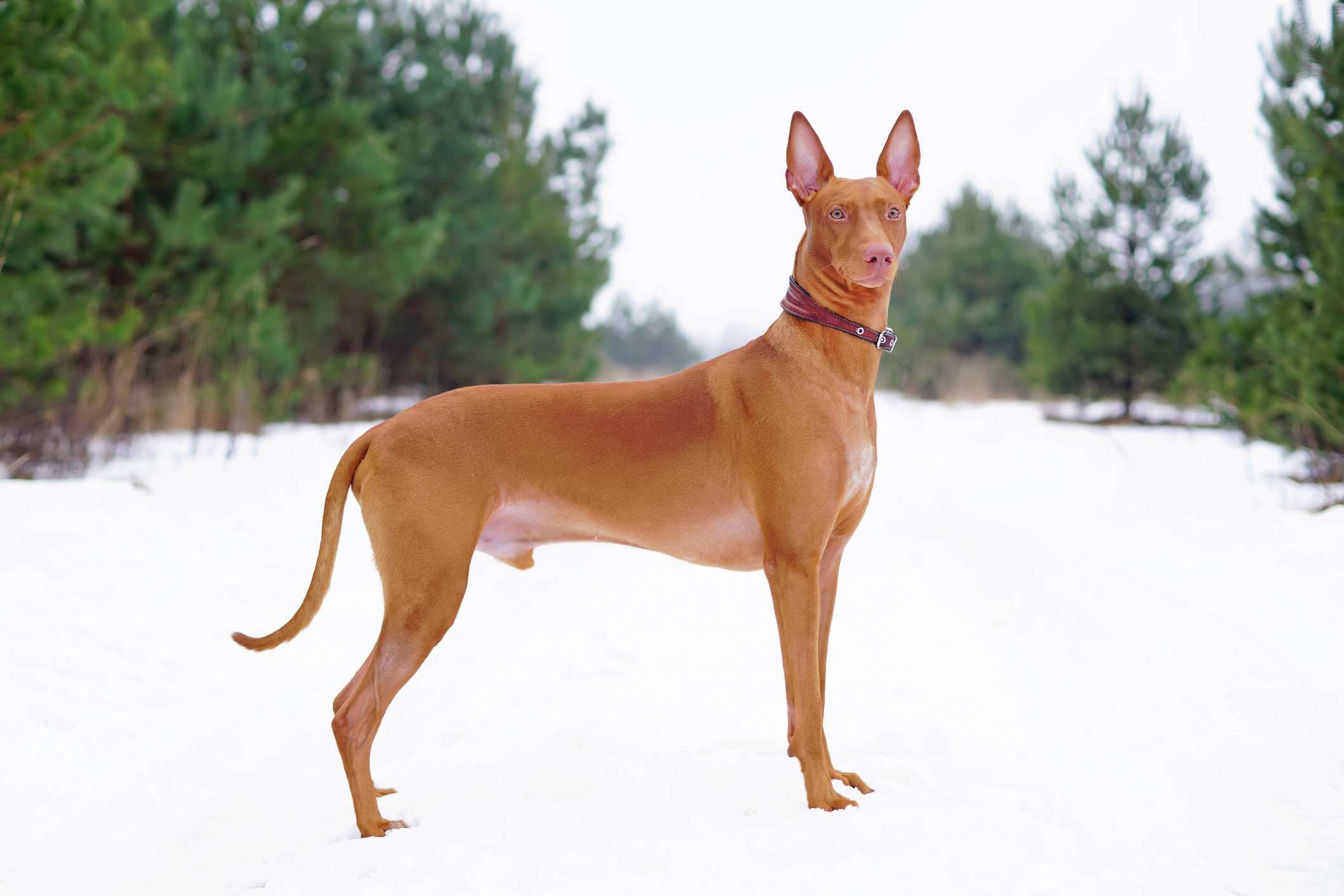 猎犬法老站在森林的雪地里