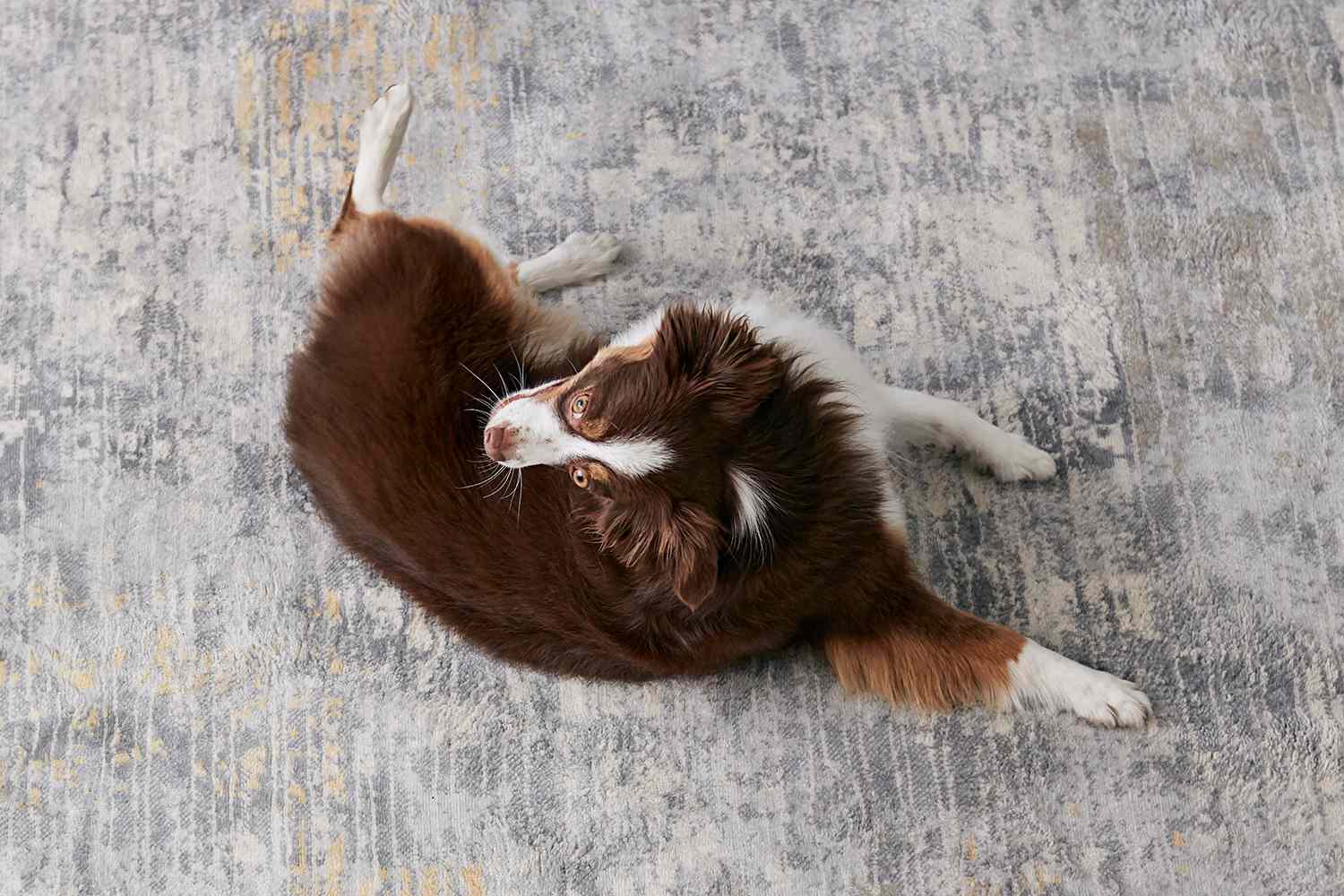 翻滚的澳大利亚牧羊犬