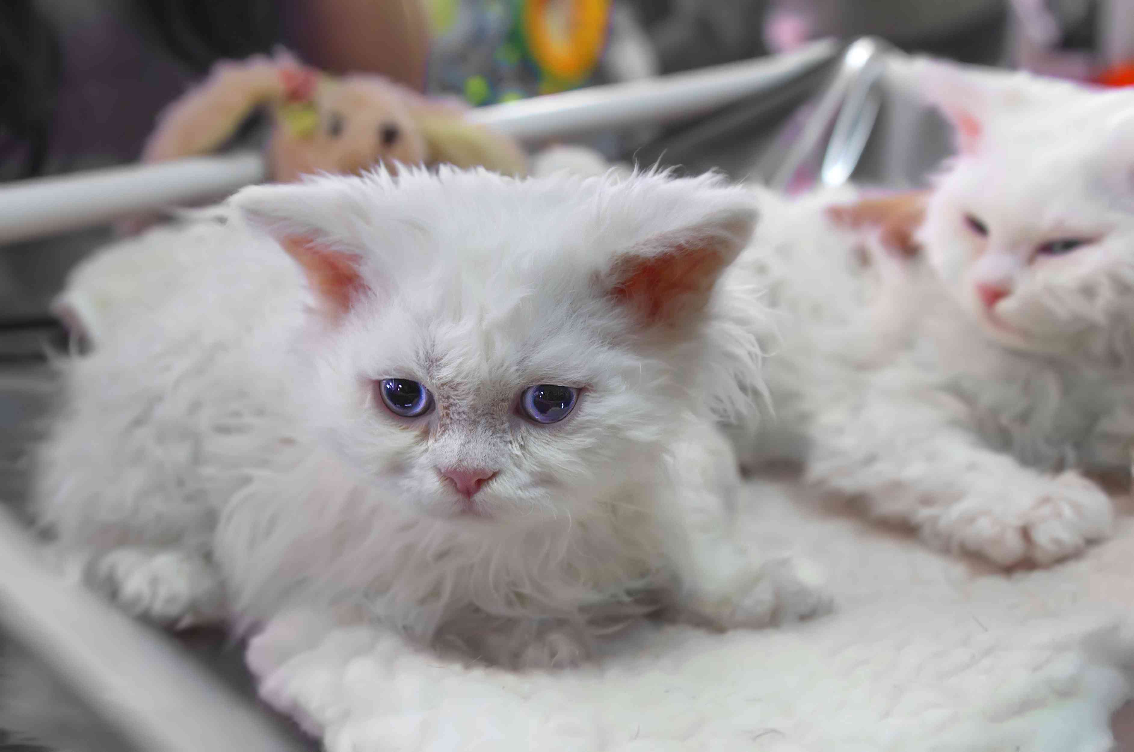 白色塞尔柯克雷克斯小猫