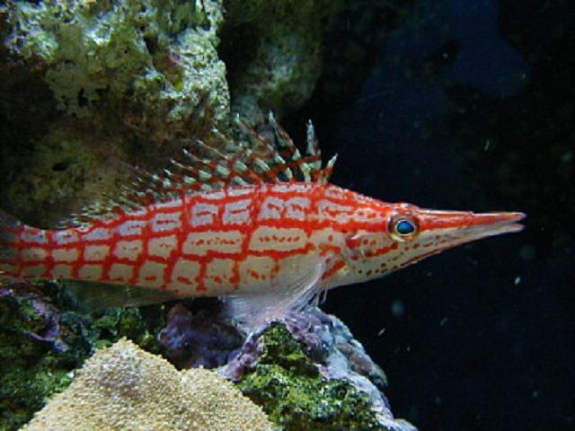 Longnose hawkfish