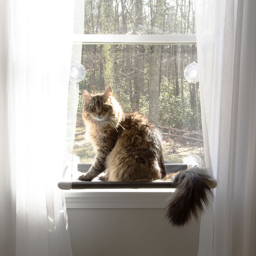 猫咪床原世界上最好的猫栖