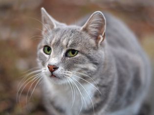 一只母猫