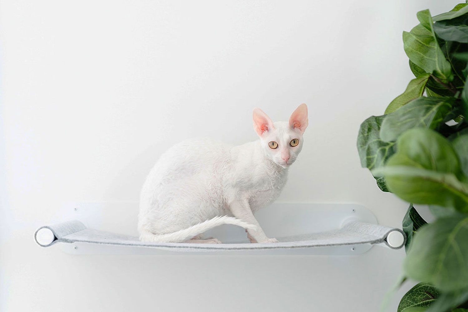 毛皮特胡迪尼浮动猫架