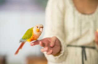 长尾小鹦鹉在手指上