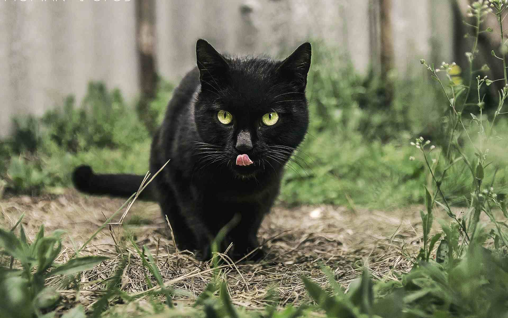 黑色猫