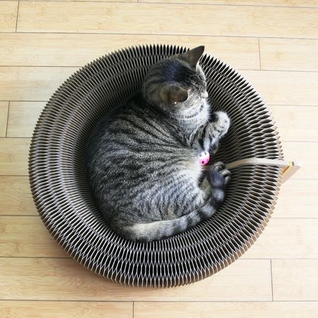 你认为猫挠纸板躺椅