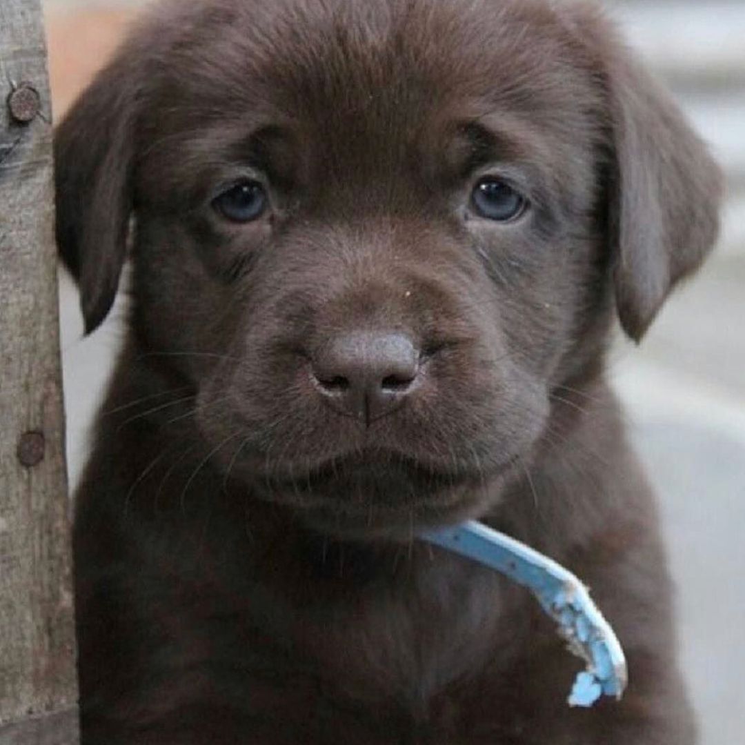 一只巧克力拉布拉多犬正看着镜头。