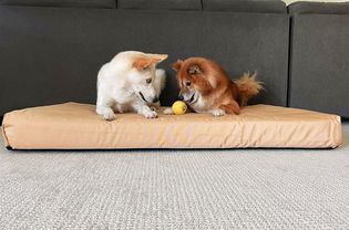 Two dogs laying down on the K9 Ballistics Tough Orthopedic Dog Bed