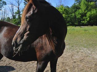 Chestnut Morgan mare with hay in her mouth and looking to the left with sudden interest, Commerce Township, Michigan