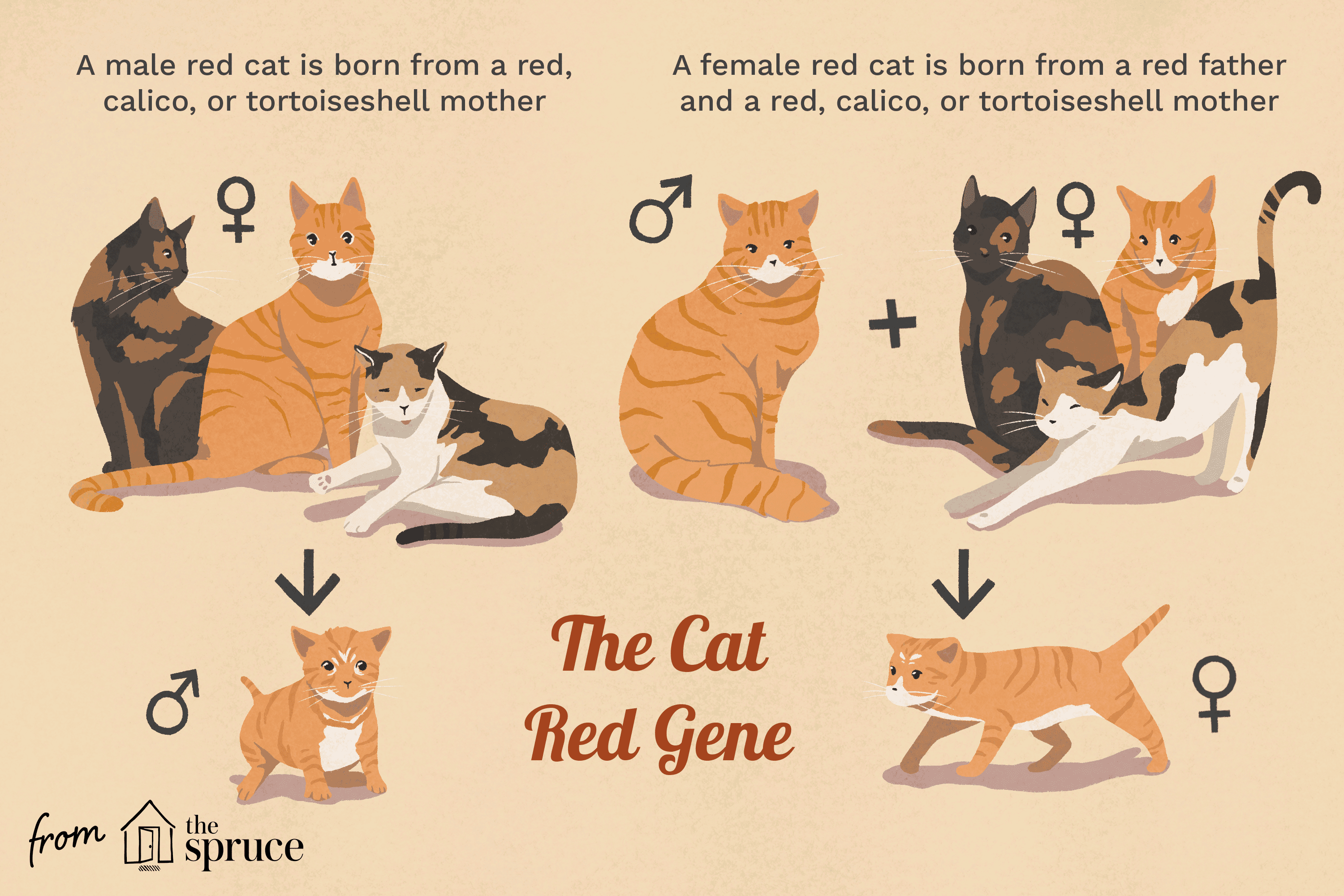 红色的小猫