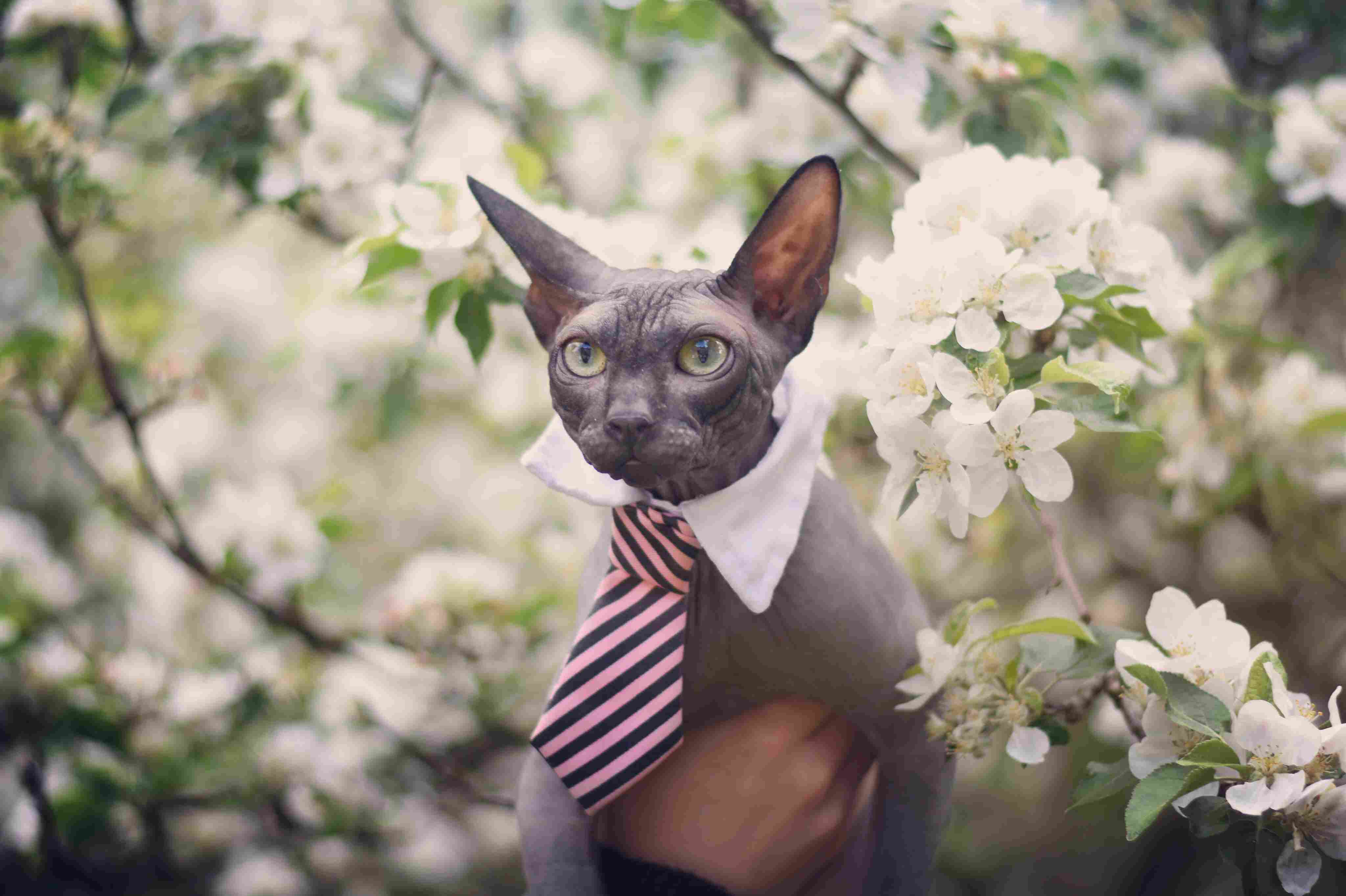 穿着蝴蝶结和领带的斯芬克斯猫