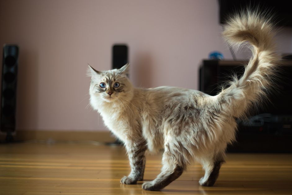 布娃娃猫卡斯珀的照片