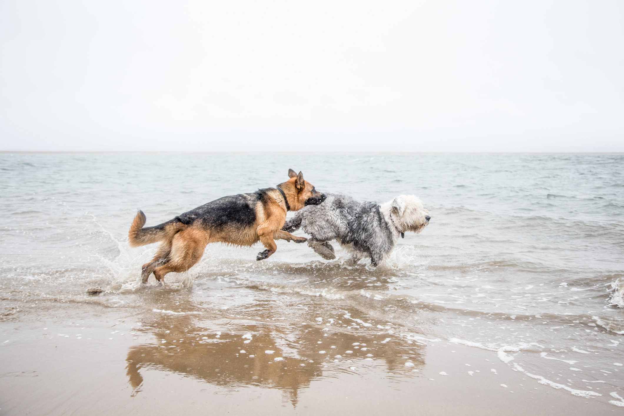 德国牧羊犬和古英国牧羊犬