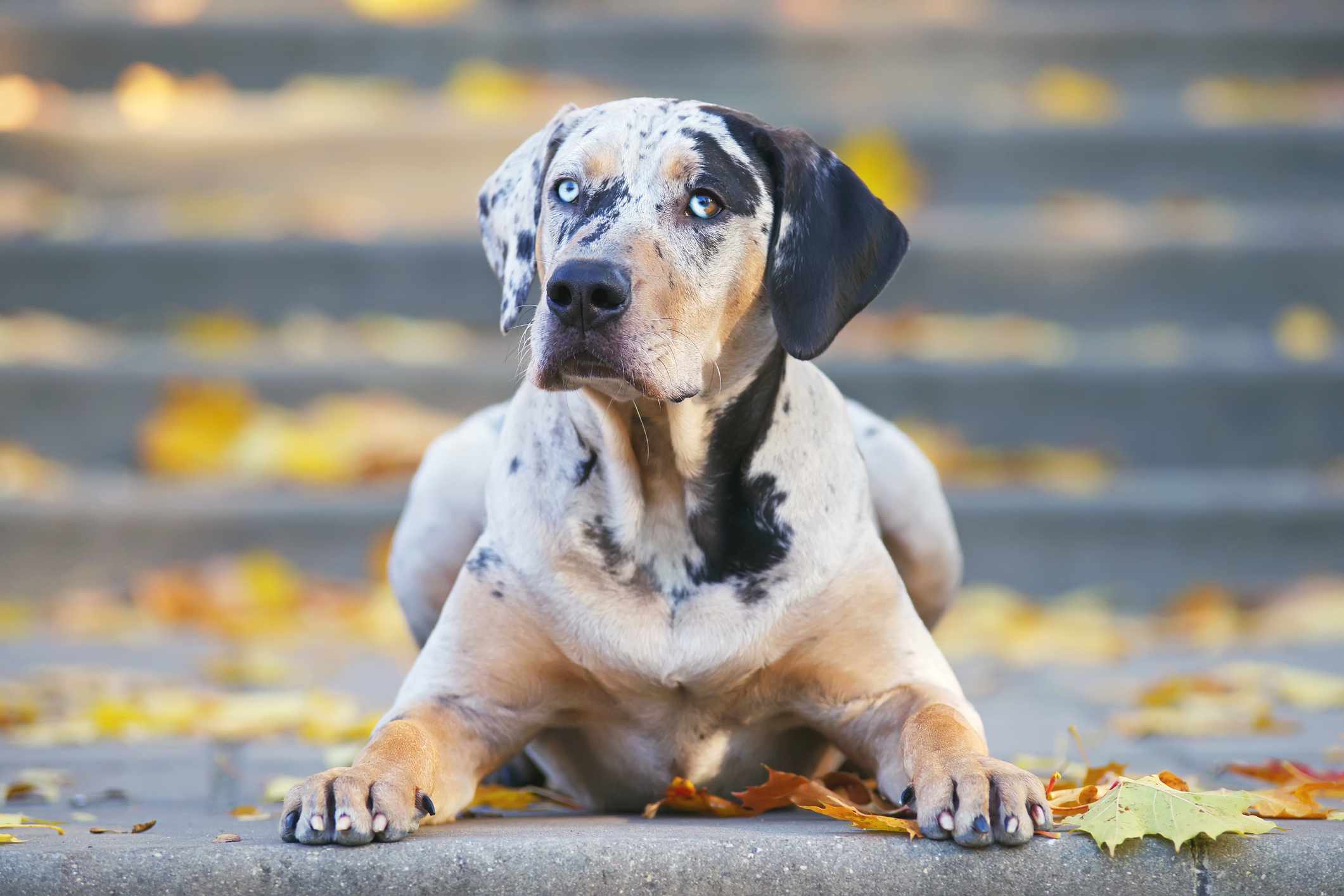 路易斯安那豹犬