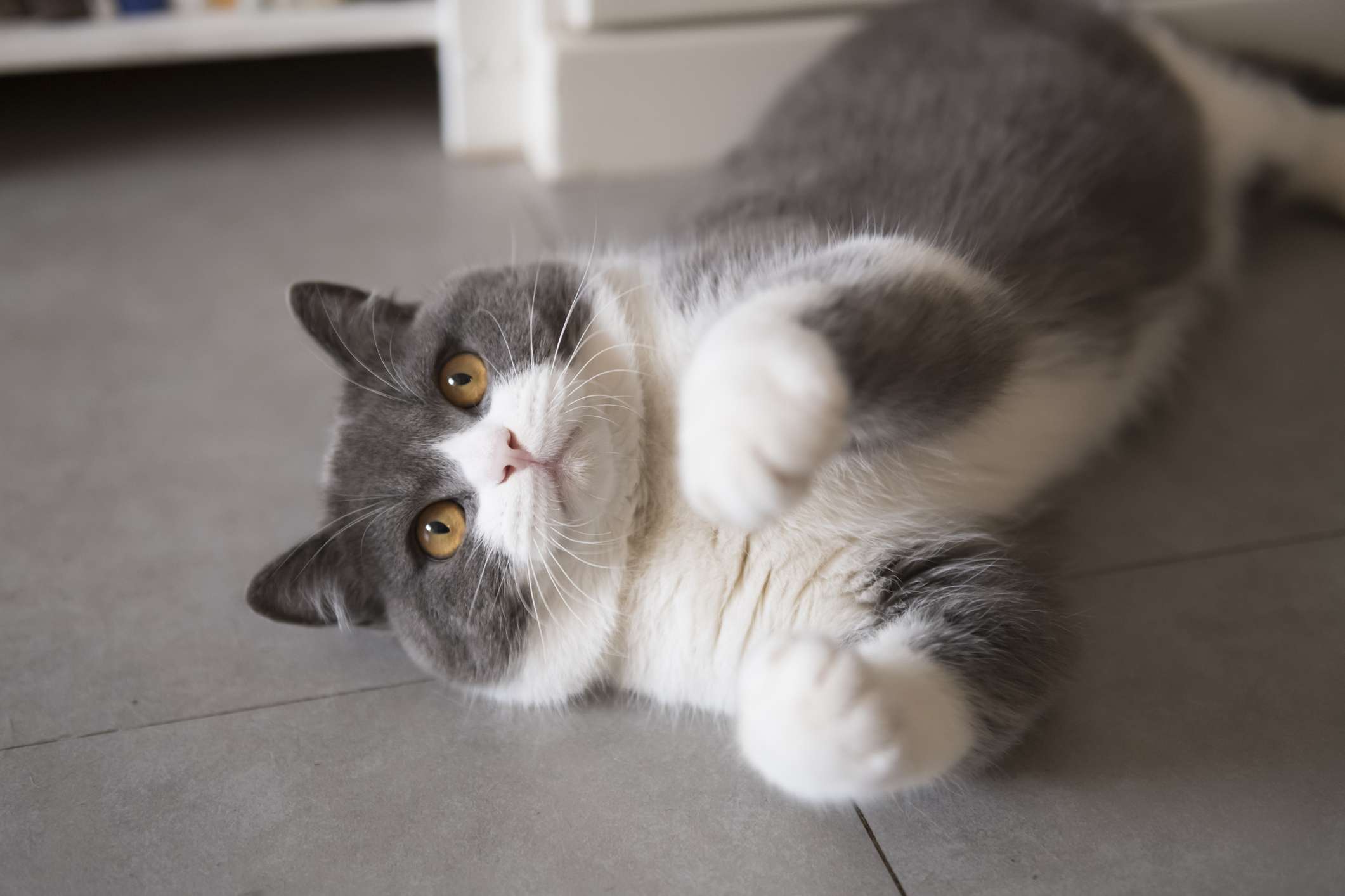 英国猫的小猫