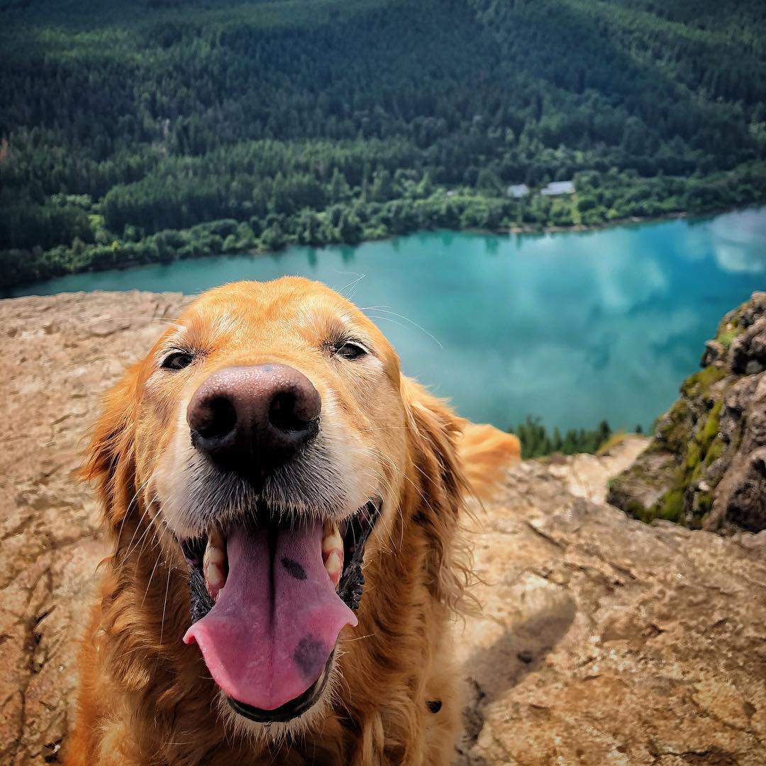 张大嘴巴的金毛猎犬
