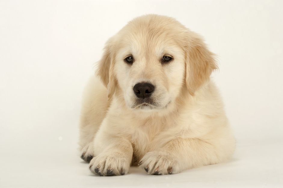 ResizeGolden-MartinRogers-Getty.jpg