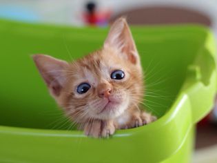 小猫在篮子里的肖像