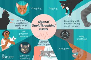 Signs of Rapid Breathing in Cats