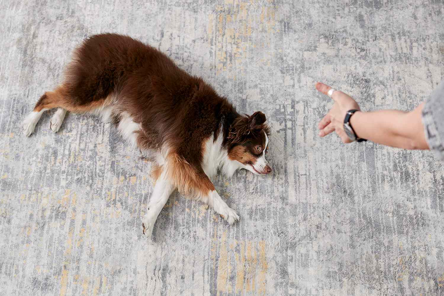 澳大利亚牧羊犬装死