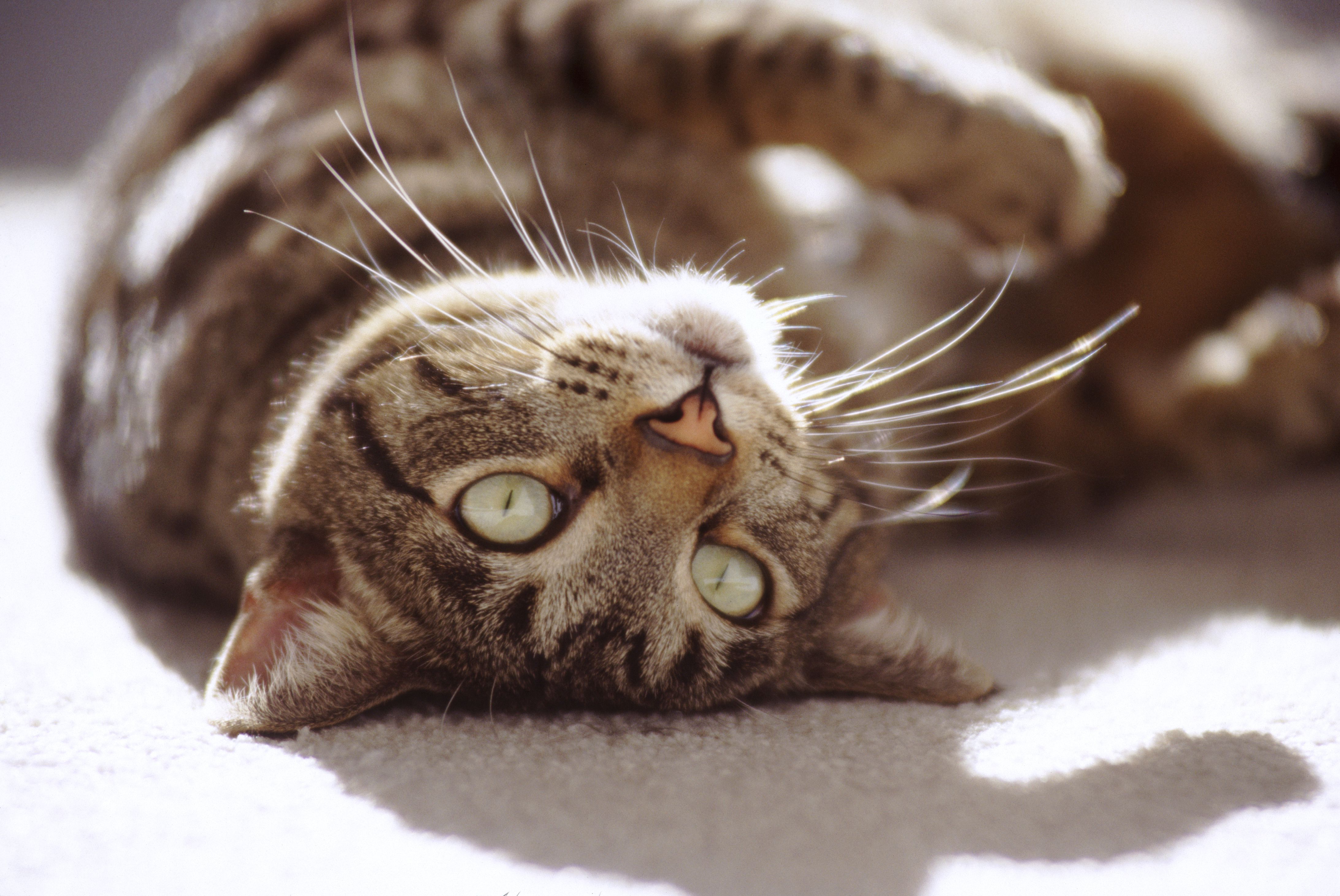 躺在阳光下的美国短毛虎斑猫