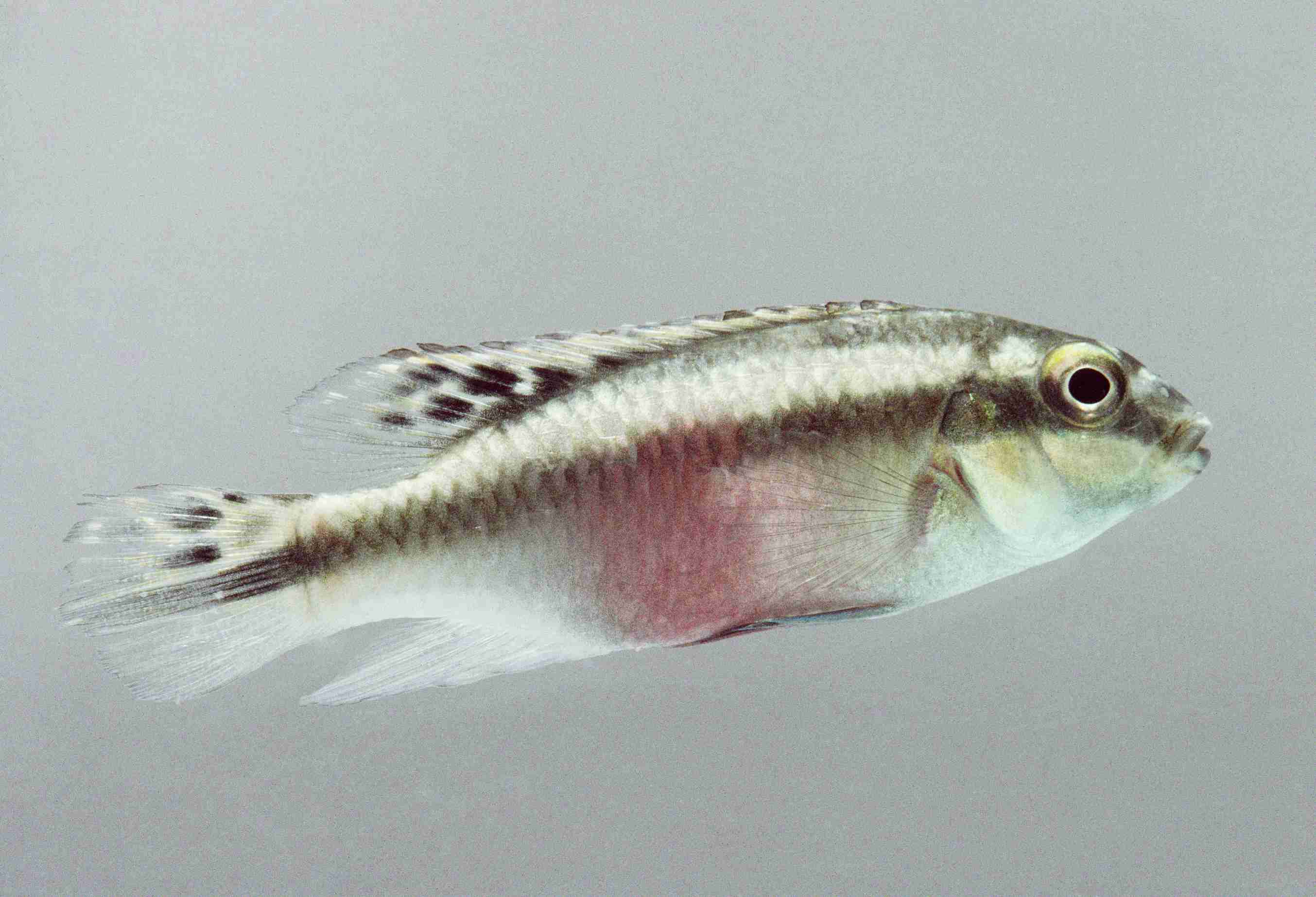 Kribensis