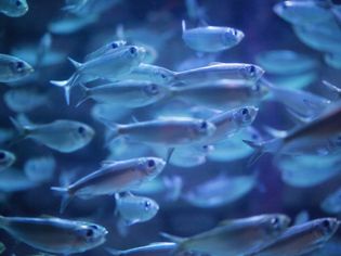 海洋水族馆