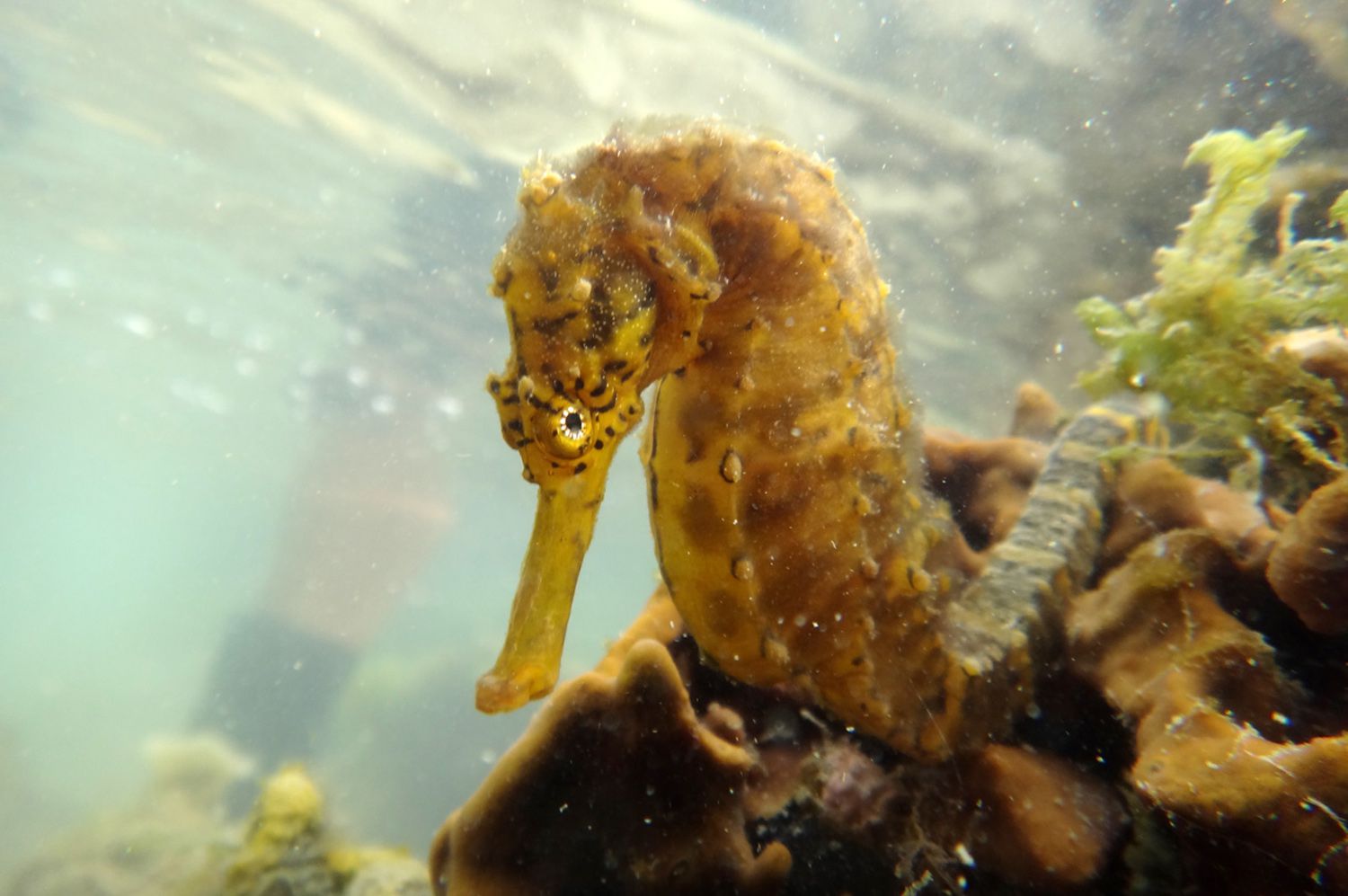 老虎尾巴海马