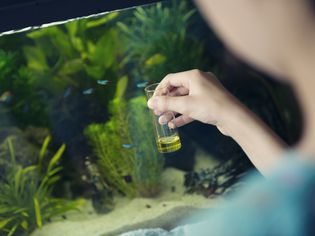 女孩使用化学测试套件来测量家庭水族馆的水的质量
