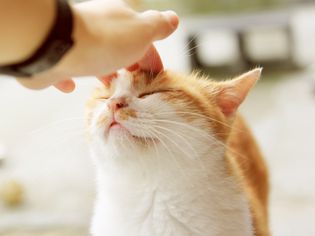 猫是宠物