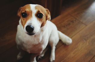 dog sitting on floor