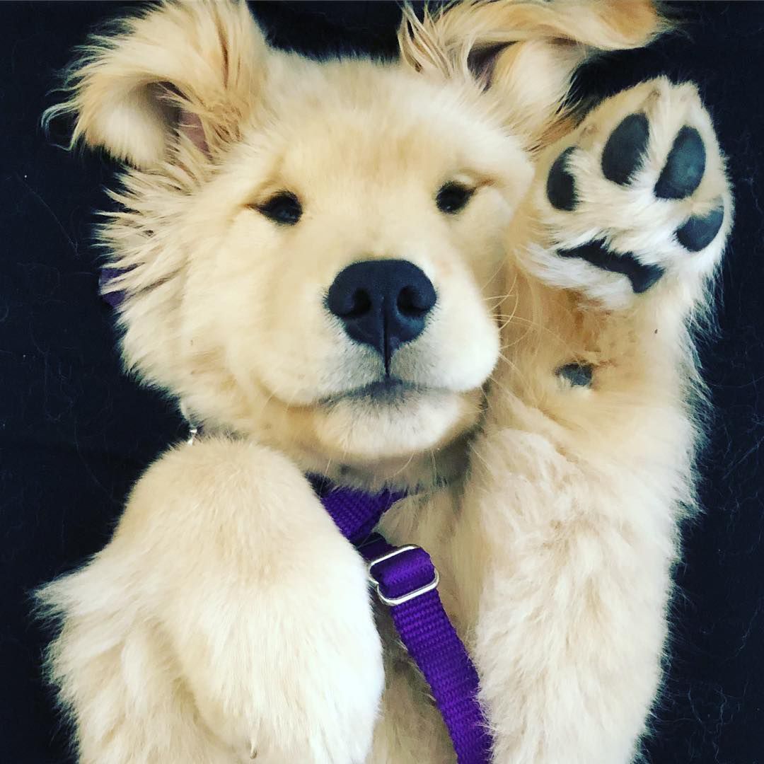 金毛猎犬在挥手打招呼