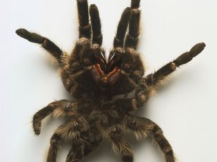狼蛛外骨骼