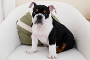 黑色、白色和棕色的澳大利亚斗牛犬坐在白色的椅子上