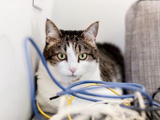 白色和棕色的猫附近有蓝色、黄色和白色的电线