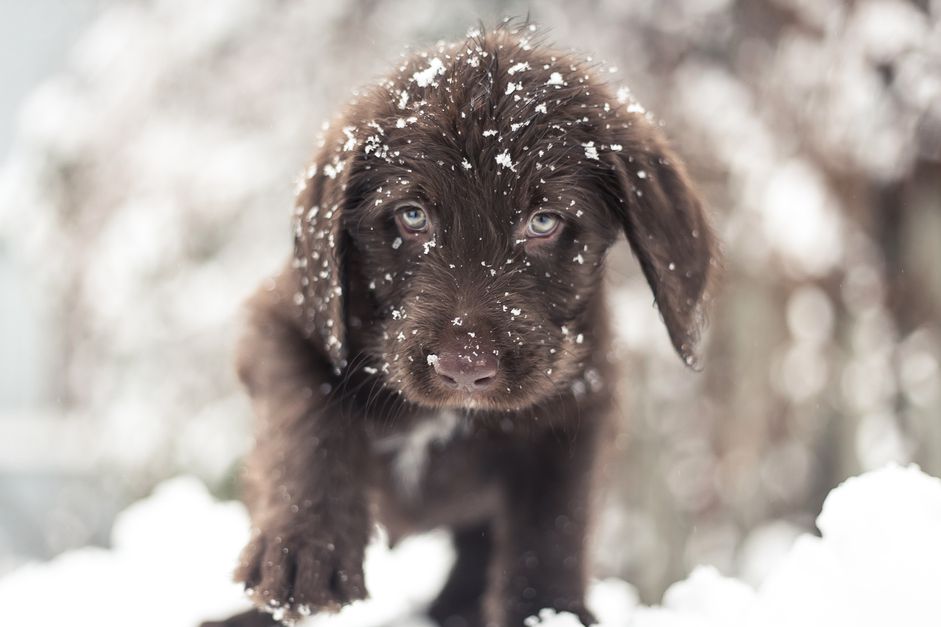 一只巧克力色的拉布拉多在加拿大蒙特利尔探索雪。