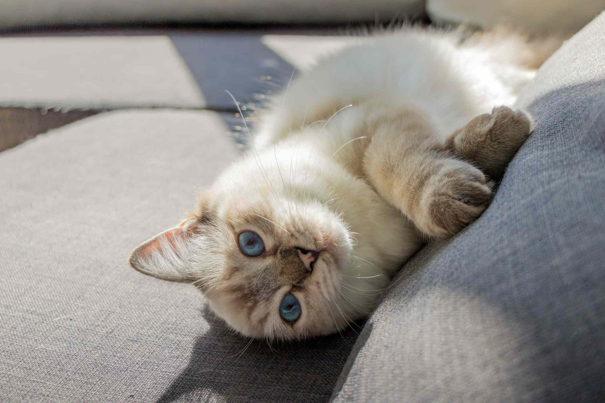 一只布娃娃猫躺在沙发上