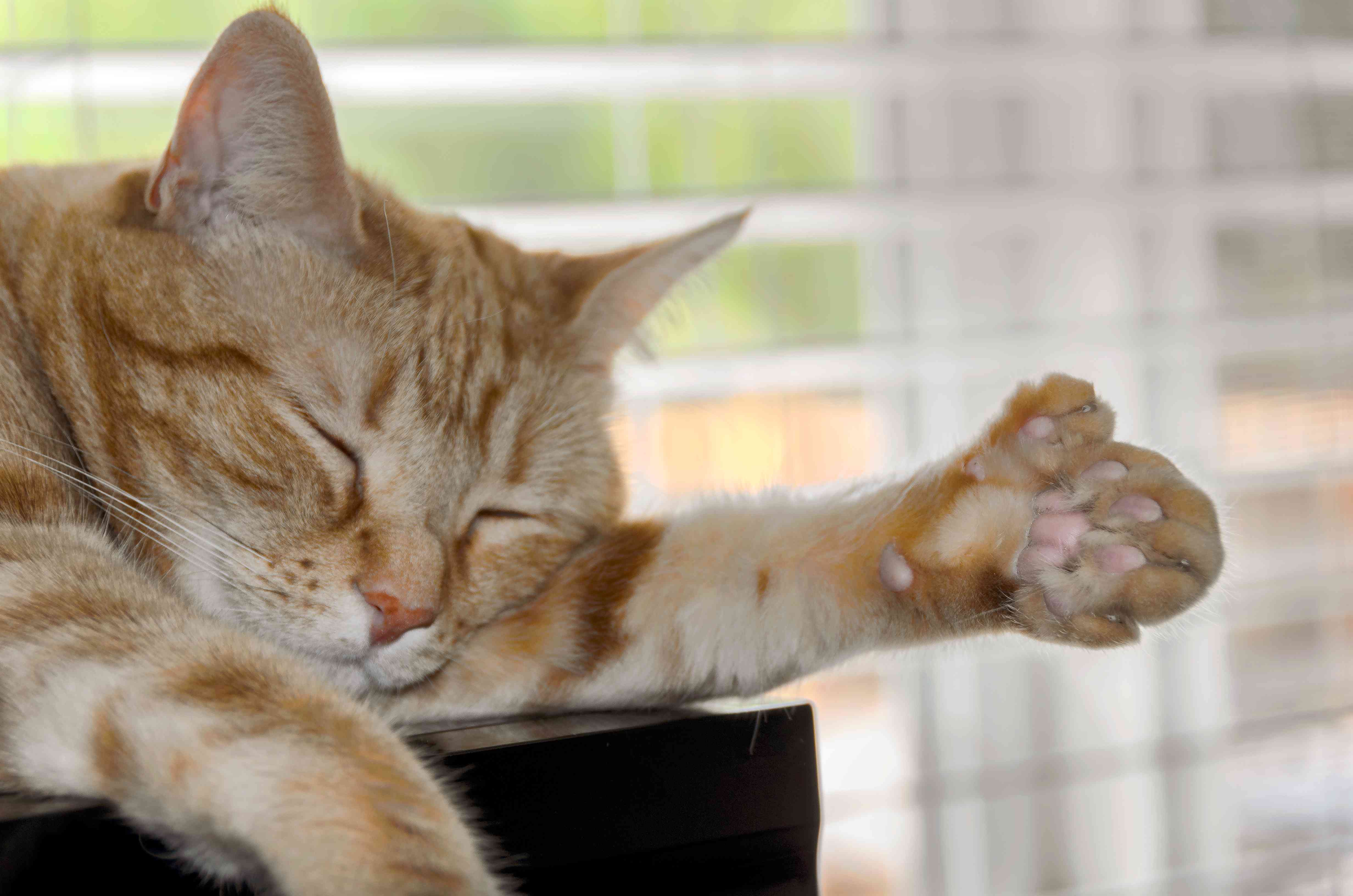 多趾猫多趾