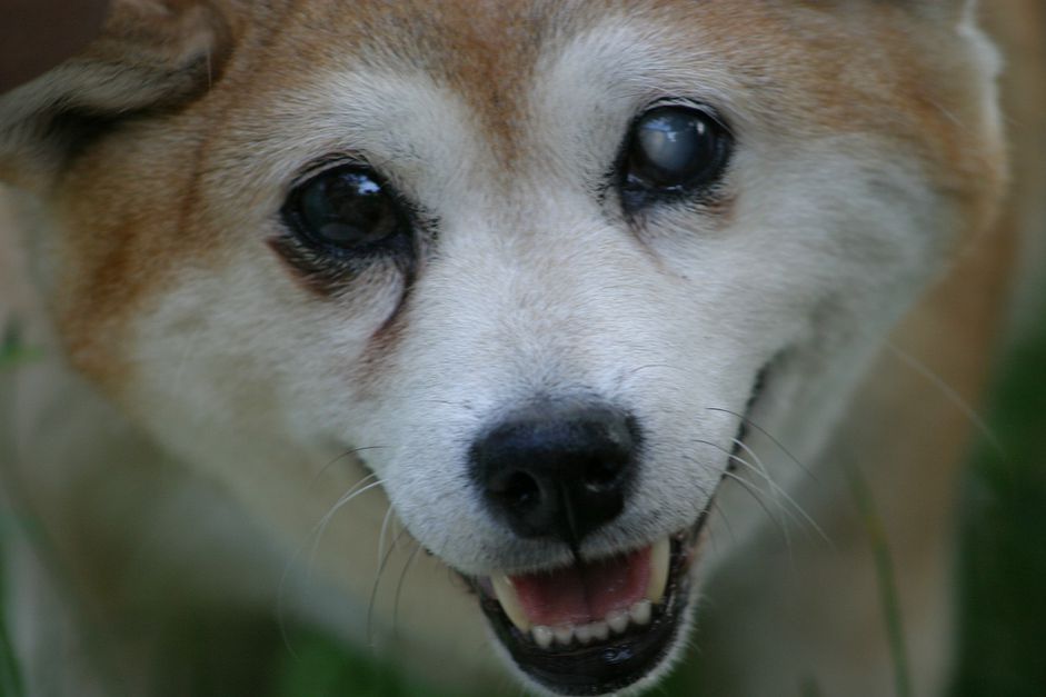 视力受损的老年柴犬混血