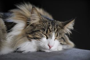 挪威森林猫睡觉的图片