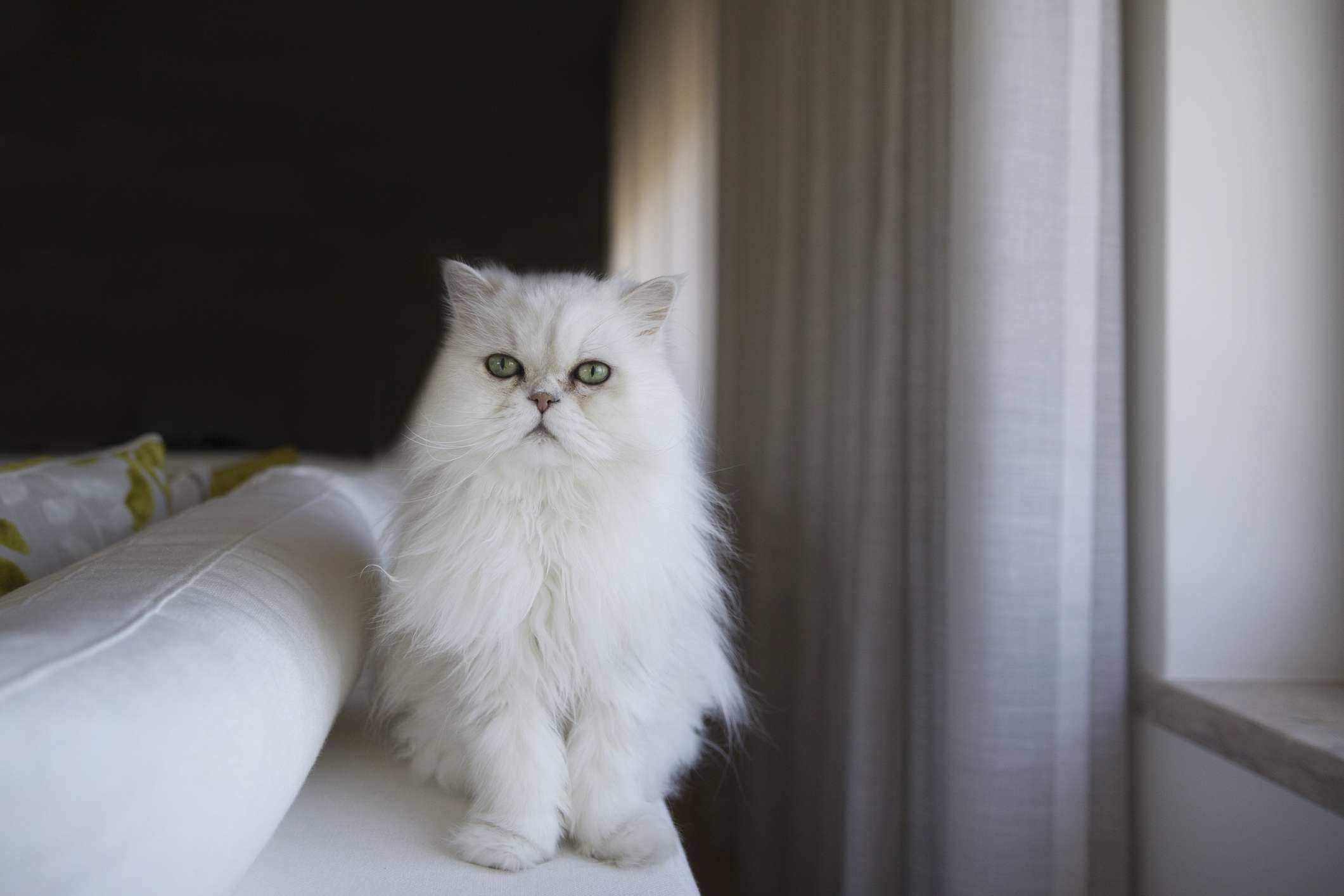 一只白色的，毛茸茸的波斯猫坐在白色沙发的末端。