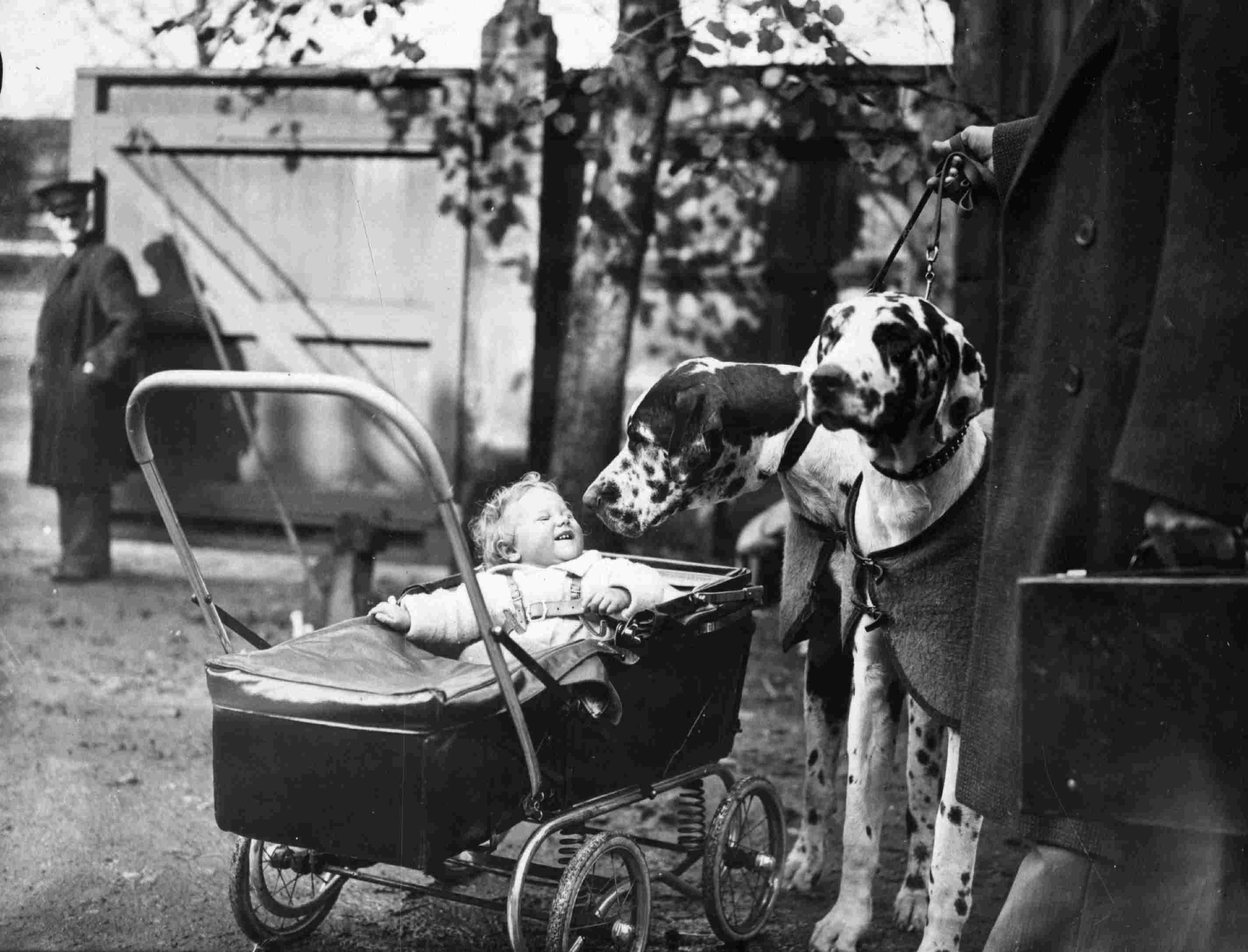 1935年10月，在水晶宫举行的犬舍俱乐部冠军狗展上，大丹犬与一位年轻的参观者相遇。