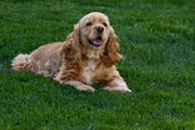 可卡犬躺在绿色的草地上